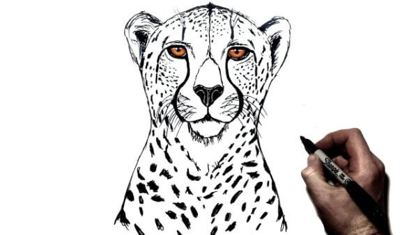 Easy Cheetah Drawing Instruction