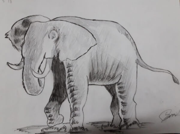 Easy Elephant Sketch For Kids