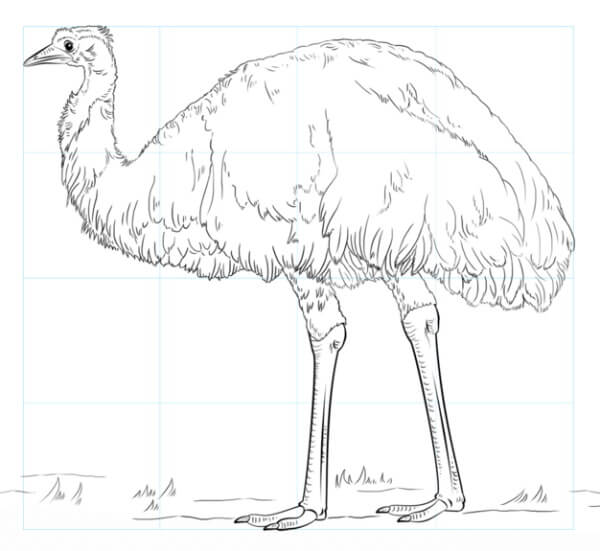 Emu Drawing & Sketch For Kids Easy Emu Drawing With Step by Step For Kids