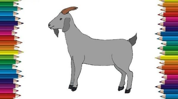Easy Goat Drawing Step By Step