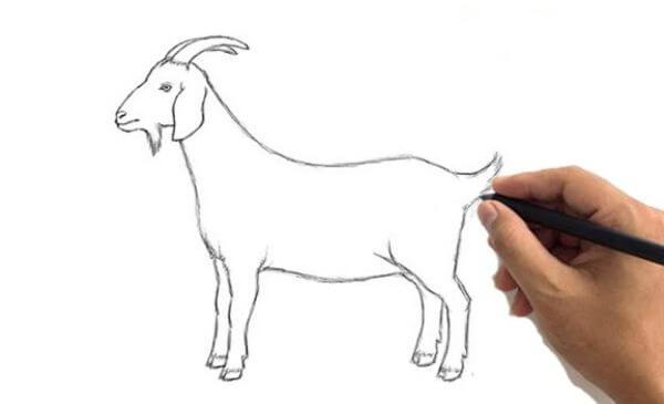 Easy Goat Drawing Sketch Using Pencil For Kids