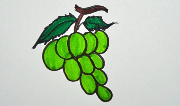 Easy Grapes Drawing & Sketches Ideas For Kids 