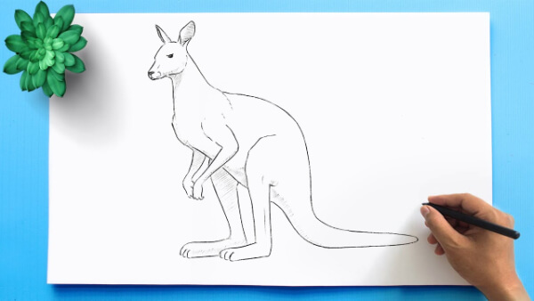 Kangaroo Drawing & Sketches For Kids Easy Kangaroo Drawing For Kids