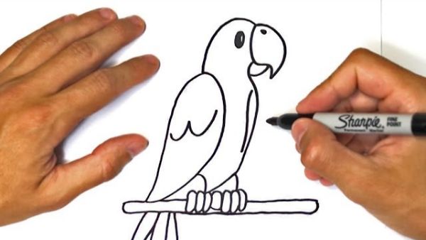 Easy Parrot Drawing Tutorial & Sketches for Kids