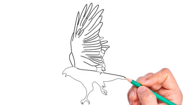 Easy Red-Tailed Hawk Drawing For Beginners