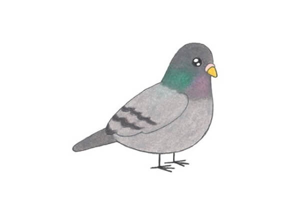 Easy Steps For Pigeon Drawing