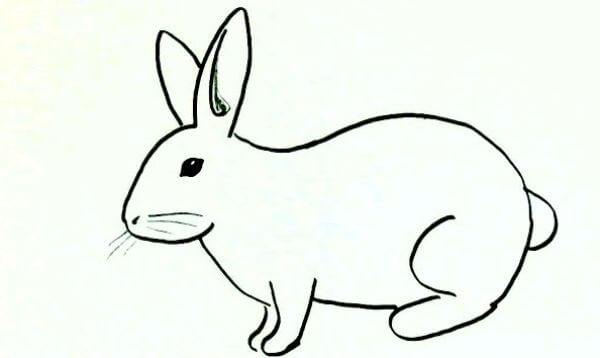 Easy Rabbit Drawing For Kids