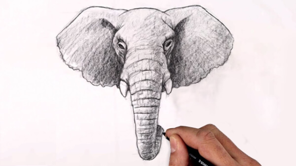 Elephant Drawing & Sketches for Kids Elephant Face Sketch Tutorial For Kids