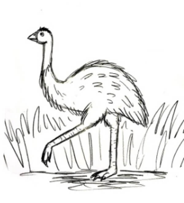 Emu Pencil Drawing Art Lesson For Kids