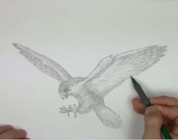 Falcon Drawing Tutorials For Kids