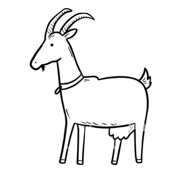 Farm Animal Goat Drawing