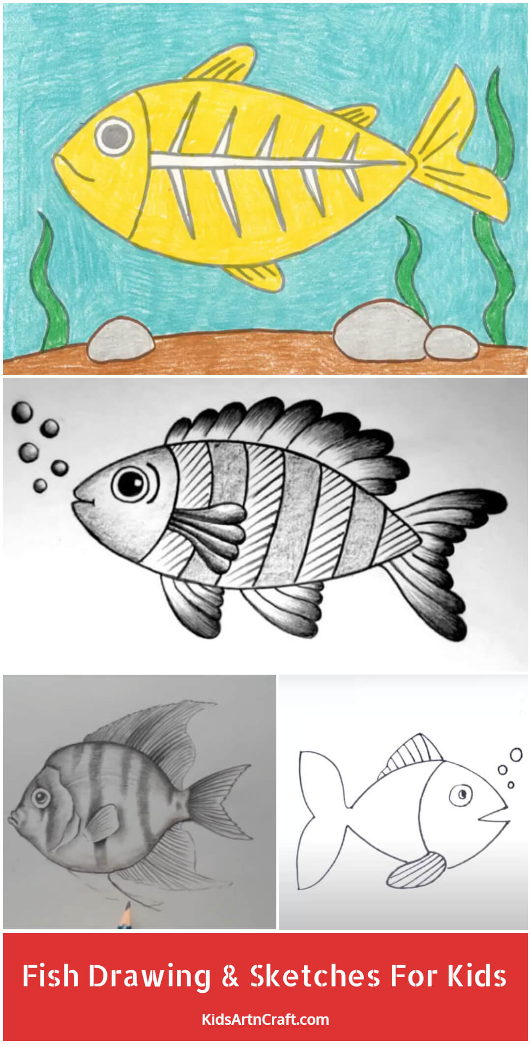 Fish Drawing & Sketches For Kids