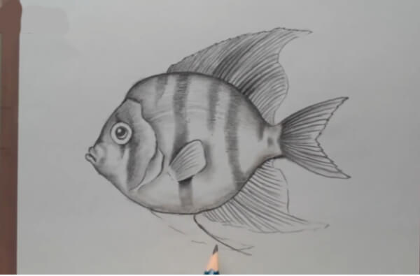 Fish Sketch Drawing Step By Step