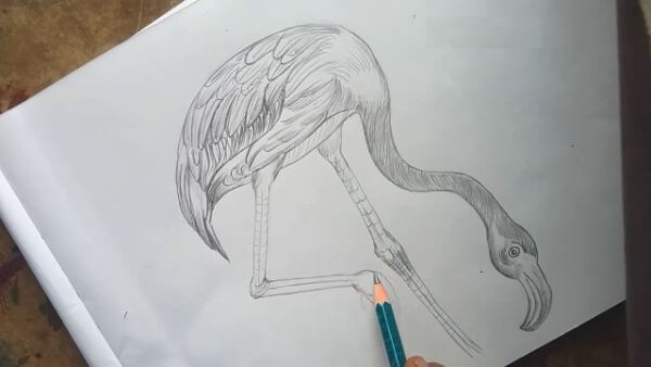 Flamingo Drawing Sketch Using Pencil