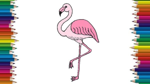 Flamingo Drawing Step By Step
