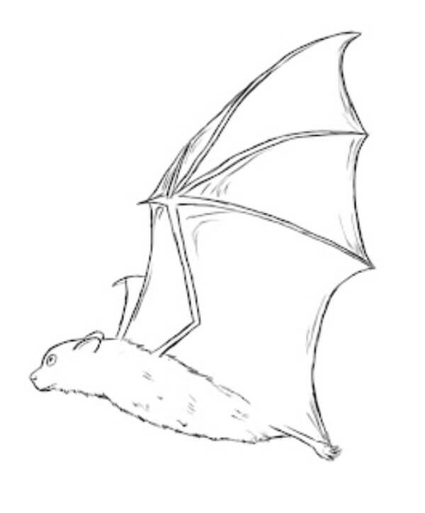 Flying Bat Drawing Tutorial Sketches for kids