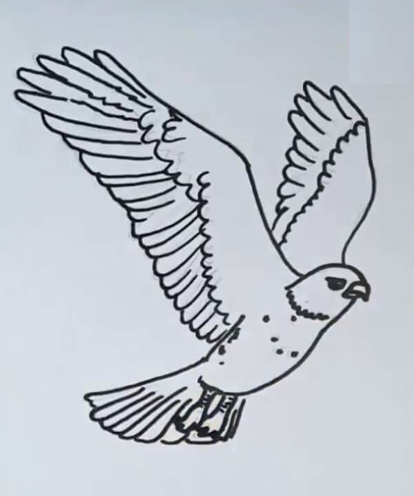 Flying Hawk Drawing For Kids