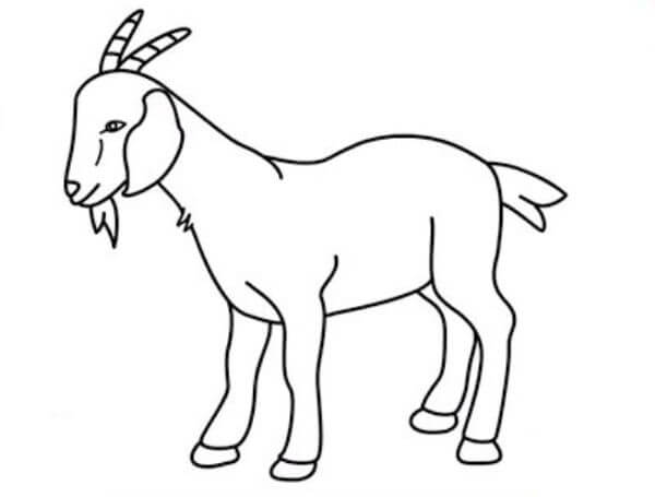 Goat Drawing For Children In Easy Steps