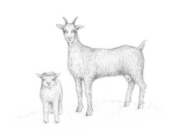 Goat Drawing Sketch Step By Step