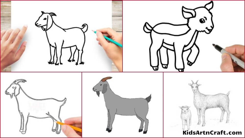 Goat Drawing & Sketches for Kids