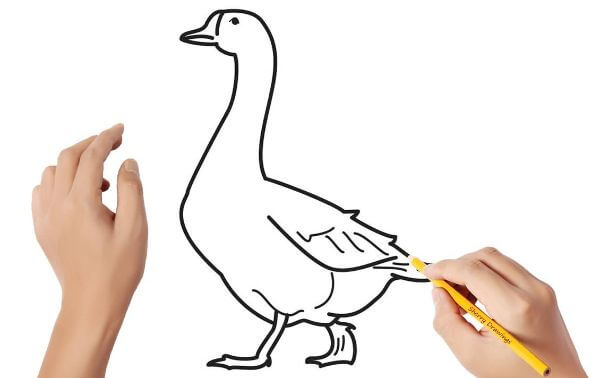 Goose Drawing Art Project