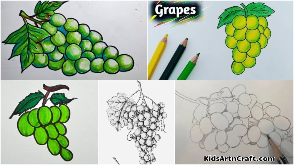 Grapes Drawings & Sketches for Kids - Kids Art & Craft
