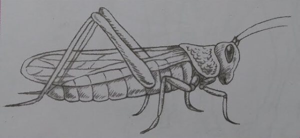 Grasshopper Pencil Drawing Step By Step