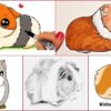 Guinea Pig Drawing & Sketches For Kids
