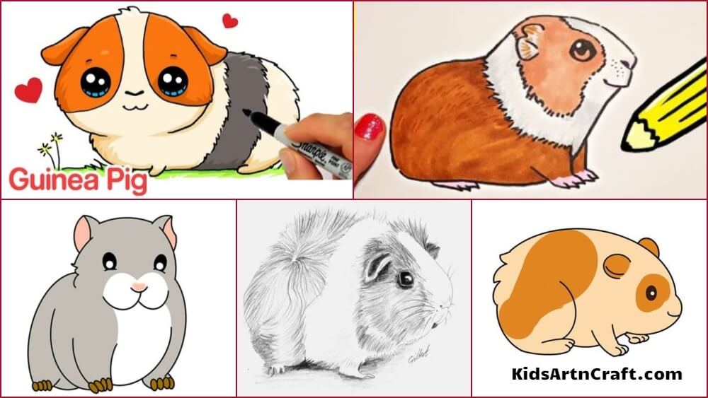 Guinea Pig Drawing & Sketches For Kids