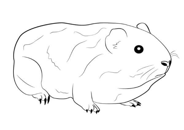 Guinea Pig Drawing Step By Step