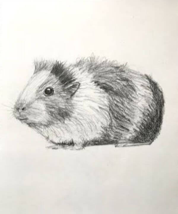 Guinea Pig Pencil Sketches & Drawing For Kids