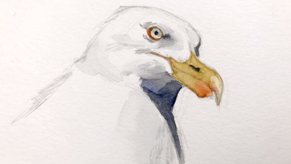 Gull Painting With Watercolor For Kids