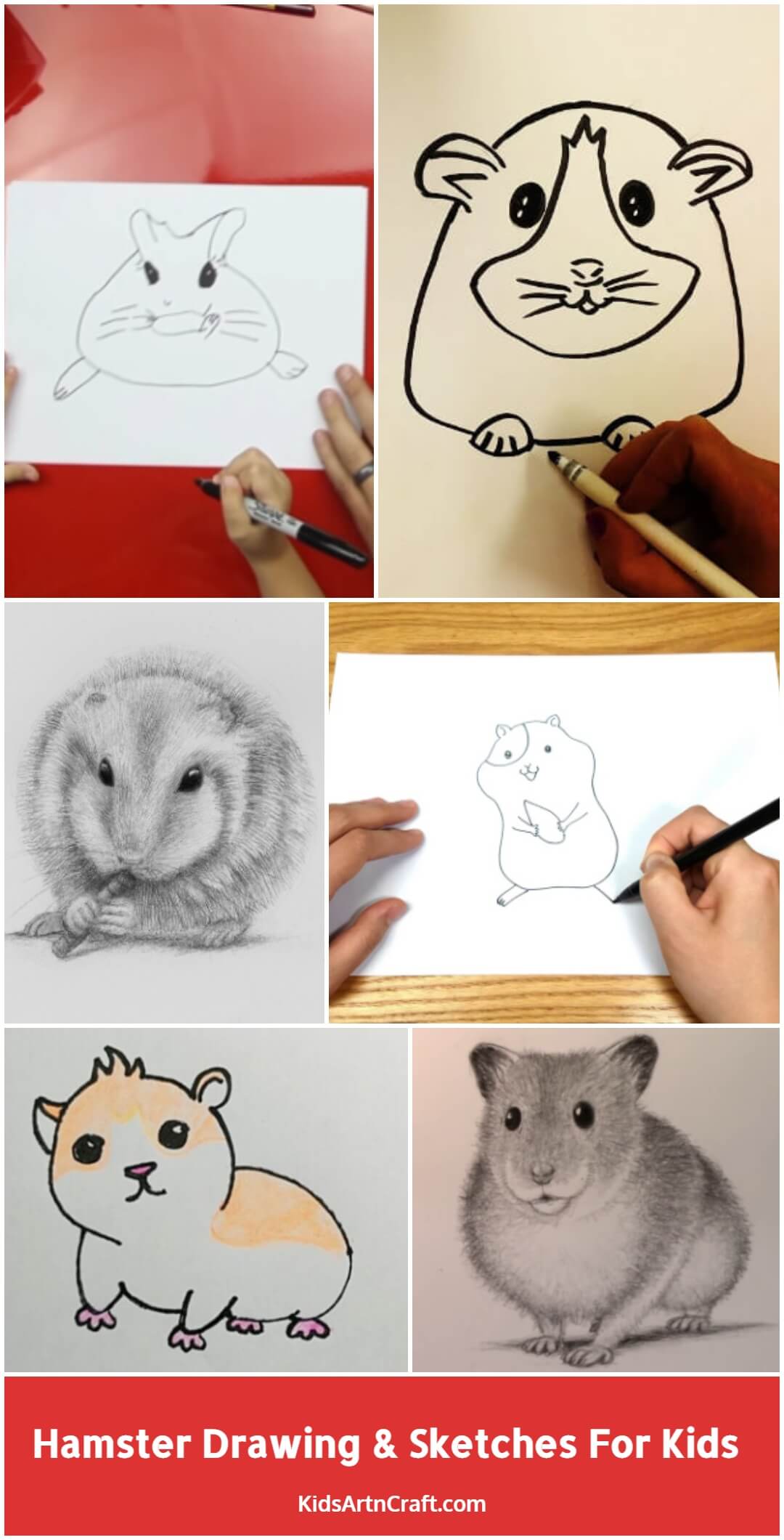 Hamster Drawing & Sketches For Kids