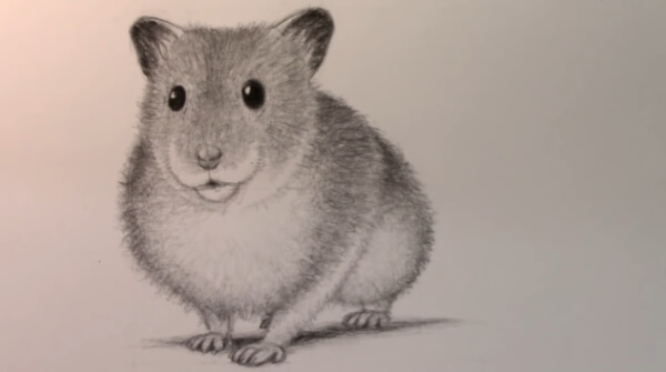Hamster Sketch Drawing Tutorial For Kids