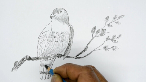 Hawk Drawing & Sketches Using Pencil For Kids