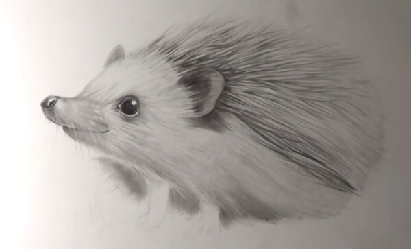 Hedgehog Pencil Drawing Art For Kids