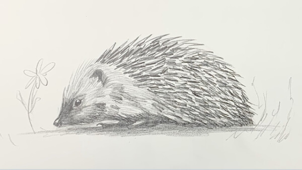 Hedgehog Pencil Sketch For Kids