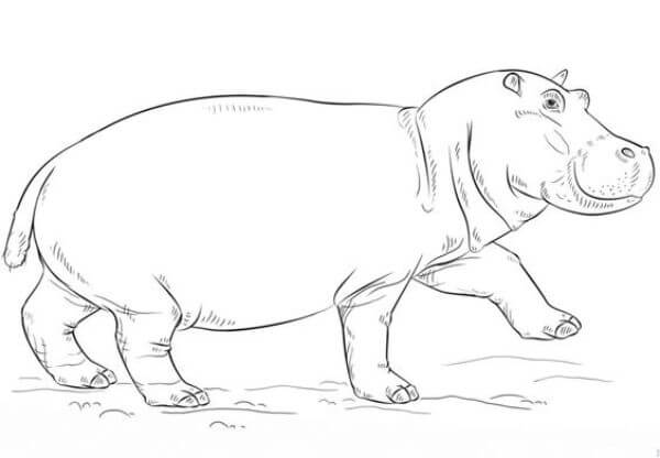 Hippo Drawing Tutorial
