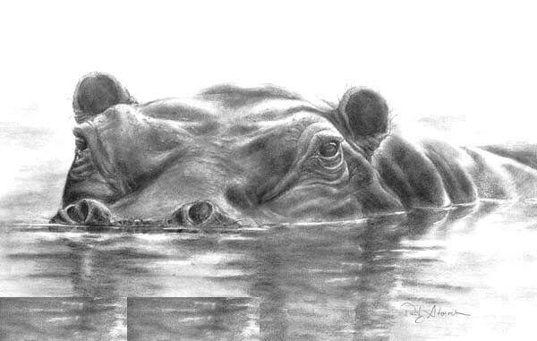 Hippo Pencil Drawing Sketch In Water For Kids