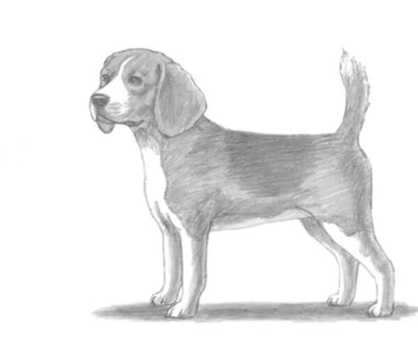 How To Draw A Dog Sketch Using Pencil For Kids