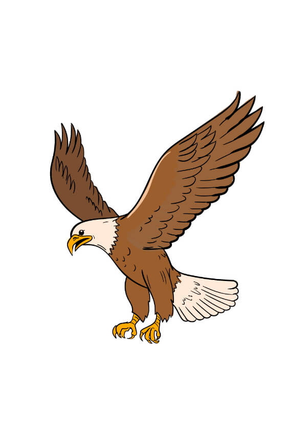 Eagle Drawing & Sketches For Kids How To Draw A Flying Eagle