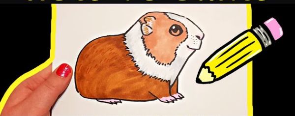 How To Draw A Guinea Pig