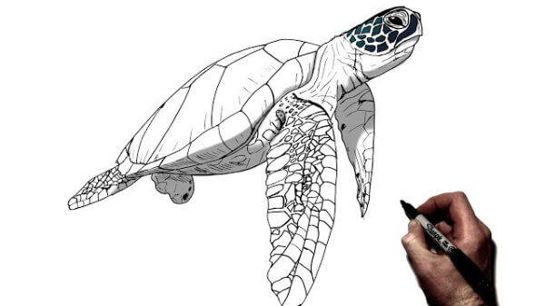 Turtle Drawing & Sketches For Kids How To Draw A Sea Turtle Easy