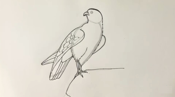Falcon Drawing & Sketches for Kids How To Draw Falcon For Kids