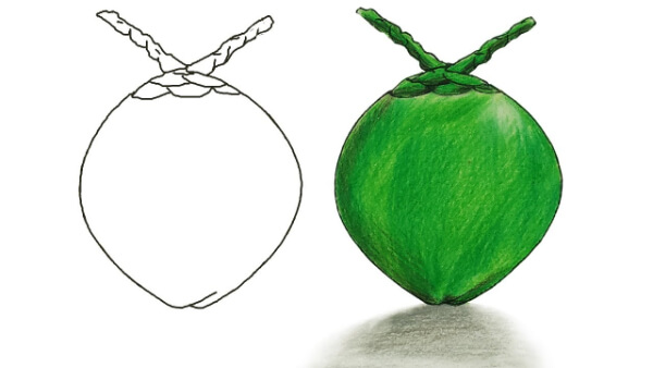 How To Draw Green Coconut Coconut Drawing & Sketches for Kids