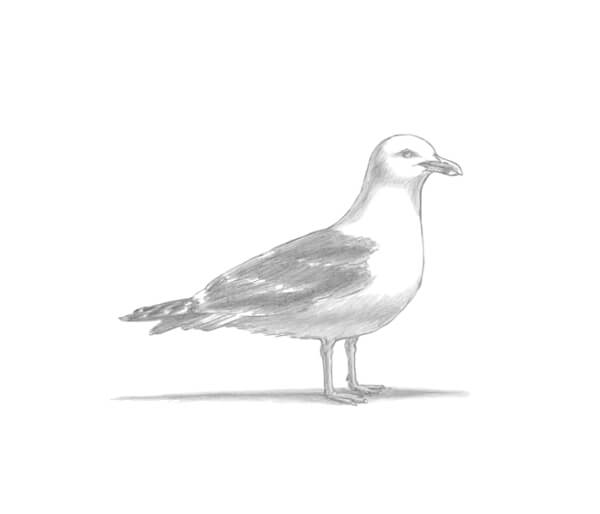 Gull Drawing & Sketches For Kids How To Draw Seagull Pencil Sketch