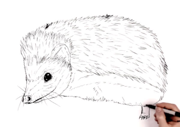 Hedgehog Drawing & Sketches for Kids How To Draw Hedeghog Step By Step
