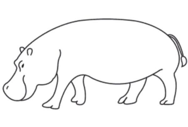 How To Draw Hippopotamus & Sketches For Kids