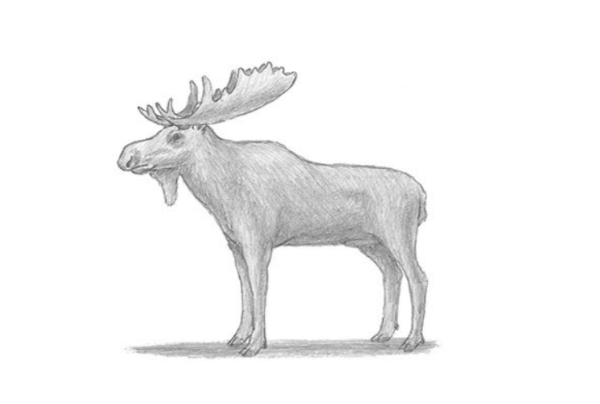 How To Draw Moose For Kids