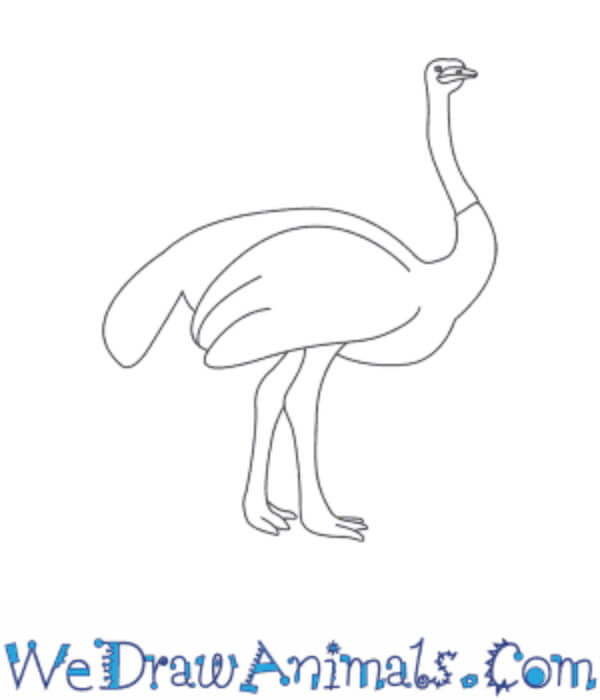 How To Draw An Ostrich